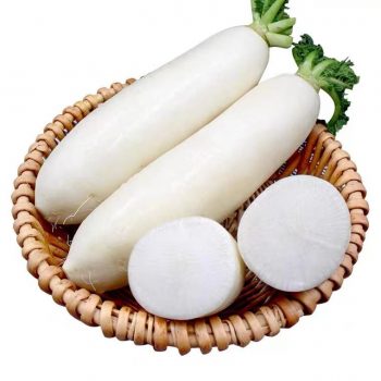 New crop fresh white radish factory offer green vegetables export price